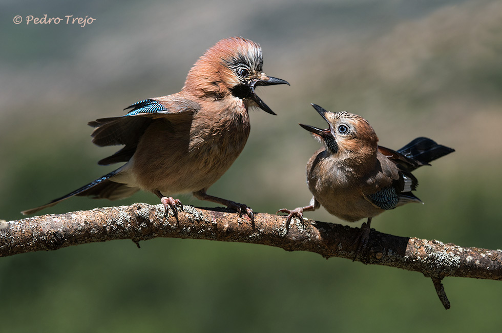 Arrendajo (Garrulus glandarius)